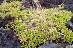 Abrotanella caespitosa