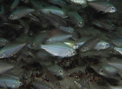 Caesioscorpis theagenes