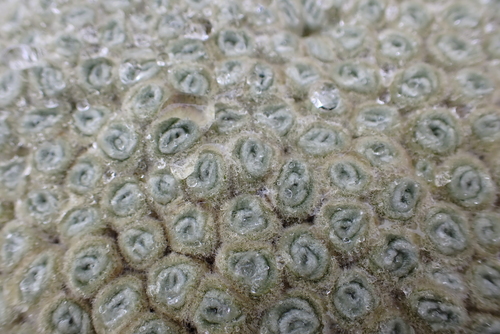 Image of Haastia minor by (c) Jenny Saito, some rights reserved (CC BY)