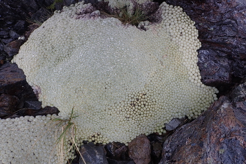 Image of Haastia minor by (c) Jenny Saito, some rights reserved (CC BY)