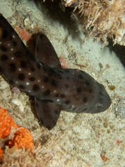 Aulohalaelurus labiosus