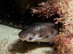 Aulohalaelurus labiosus