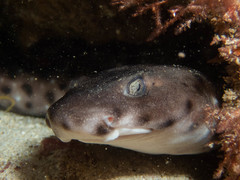 Aulohalaelurus labiosus