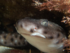 Aulohalaelurus labiosus