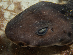 Aulohalaelurus labiosus