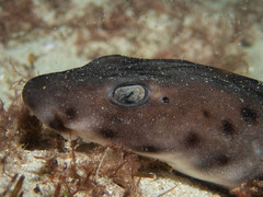 Aulohalaelurus labiosus