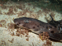 Aulohalaelurus labiosus