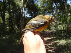 Geokichla piaggiae