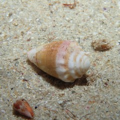 Conus dorreensis
