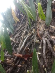 Microgramma mortoniana