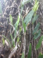 Microgramma mortoniana