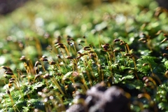 Fissidens incurvus