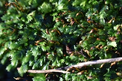Fissidens incurvus