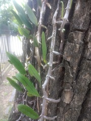 Microgramma mortoniana