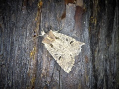 Rhynchaglaea scitula