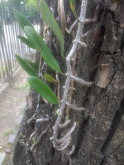 Microgramma mortoniana