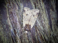 Rhynchaglaea scitula