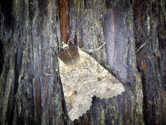 Rhynchaglaea scitula