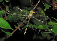 Austrogynacantha heterogena