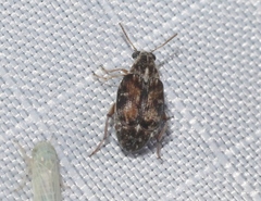 Algarobius prosopis