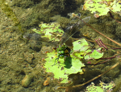 Anax gibbosulus