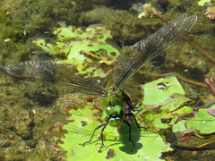 Anax gibbosulus