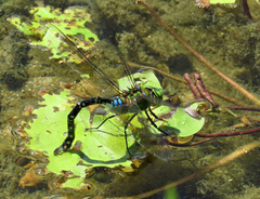Anax gibbosulus