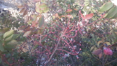 Pistacia terebinthus palaestina