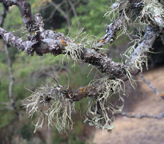 Ramalina leptocarpha