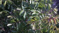 Pistacia terebinthus palaestina