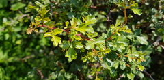 Searsia tripartita