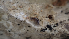 Chaetophiloscia sicula