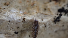 Chaetophiloscia sicula