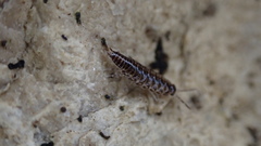 Chaetophiloscia sicula