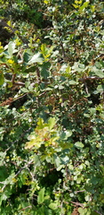 Searsia tripartita
