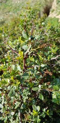 Searsia tripartita