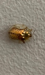 Aspidimorpha quadriremis