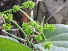 Smilax perfoliata