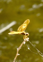 Perithemis intensa