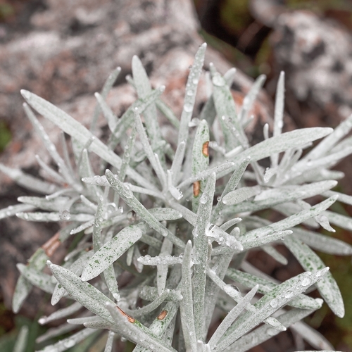 Helichrysum litoreum
