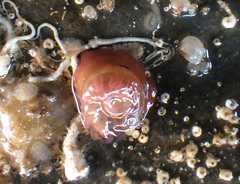 Isanemonia australis