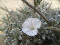 Convolvulus caput-medusae