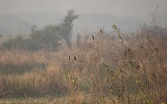 Ploceus philippinus
