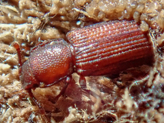 Pycnomerus terebrans