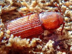Pycnomerus terebrans