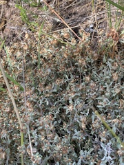 Helichrysum litorale