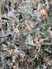 Helichrysum litorale