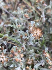 Helichrysum litorale