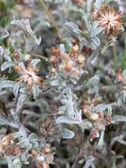 Helichrysum litorale