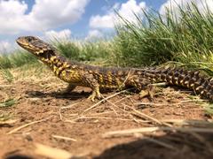 Giant Dragon Lizard photo 1